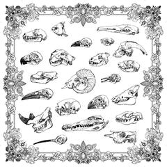 framed skulls - 2019